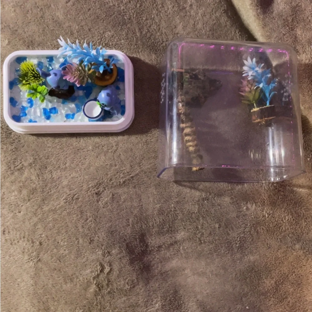Custom jumping spiders enclosure